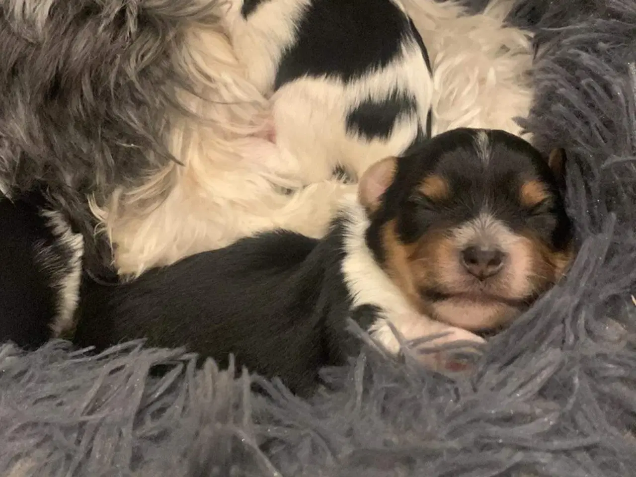 Billede 8 - Biewer Terrier til avl – parring tilbydes