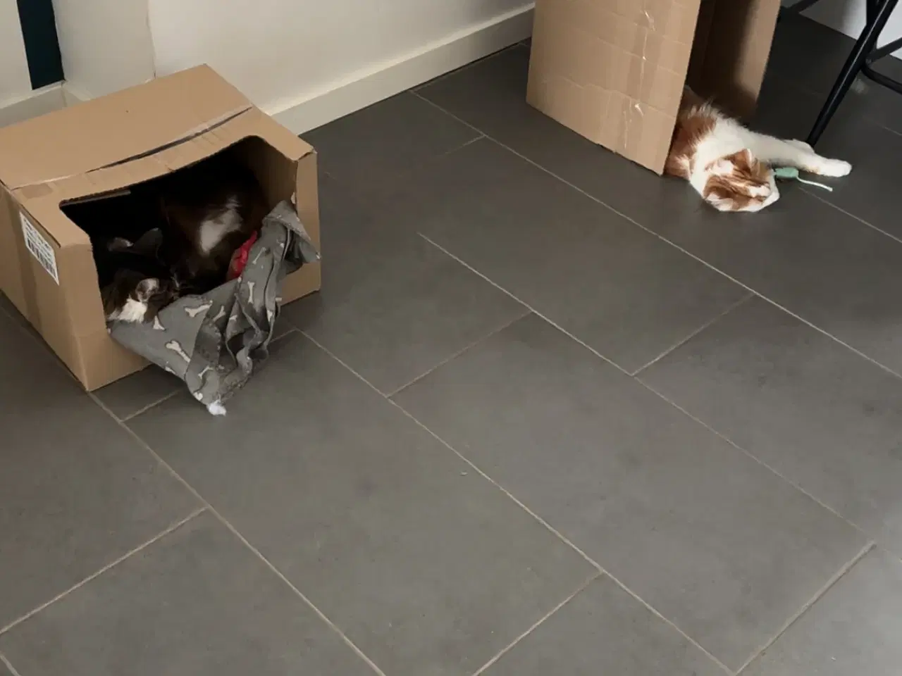 Billede 1 - SØGER rød/hvid semi eller hel langhåret kat