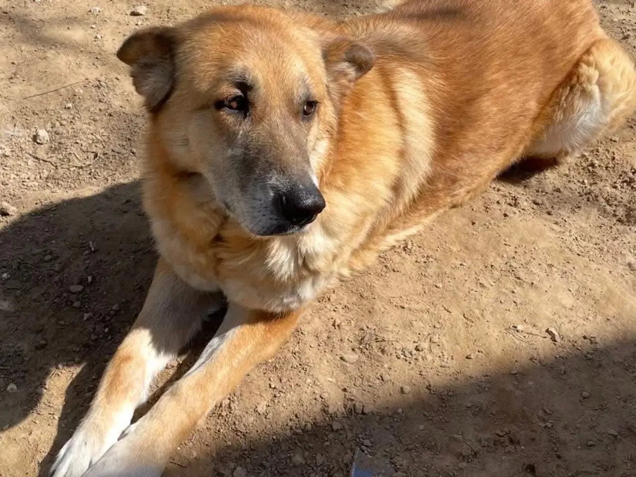 Billede 6 - Sara søger sit otium