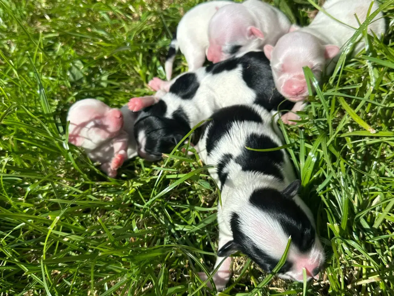Billede 3 - Bichon Havanais