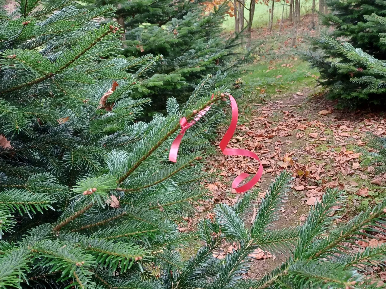 Billede 2 - HØJE JULETRÆER SÆLGES