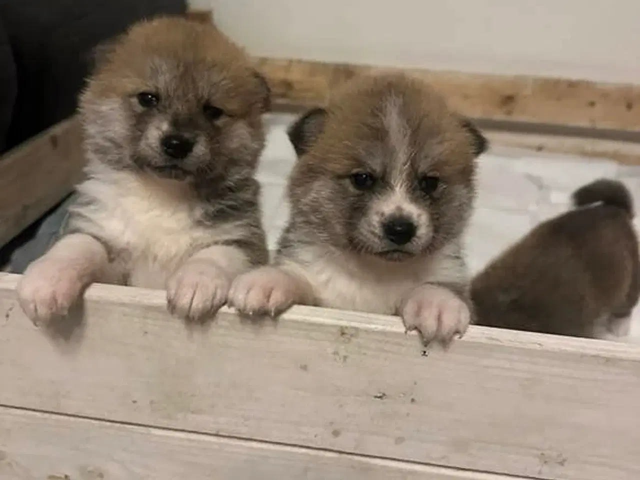 Billede 1 - Japansk Akita hvalpe