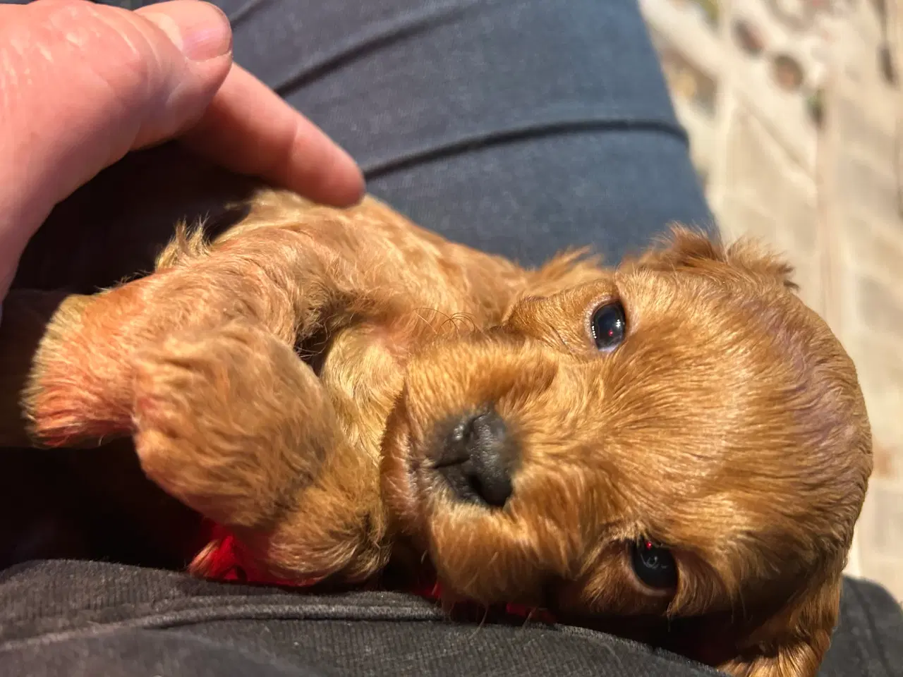 Billede 12 - Mini Cavapoo F2