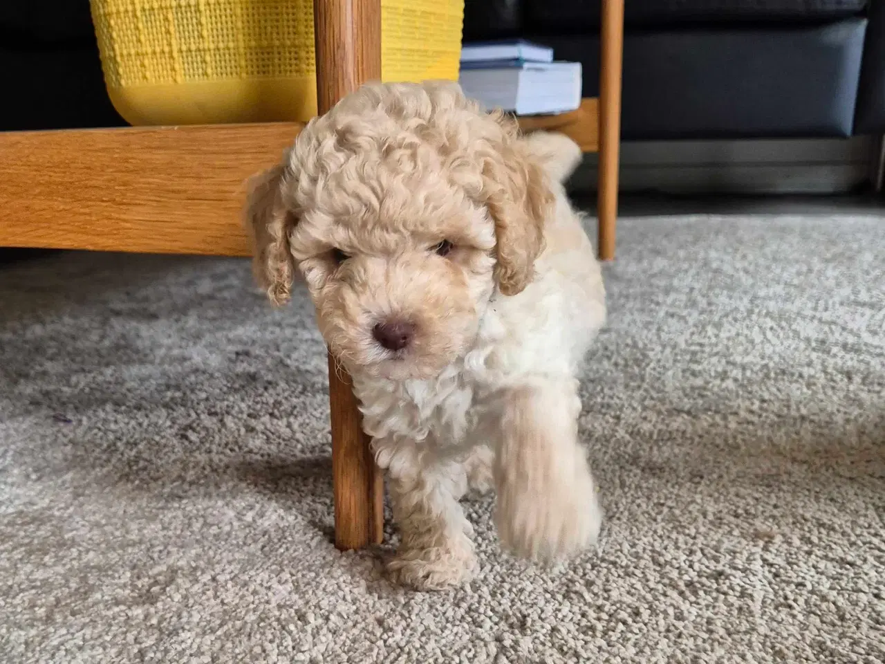 Billede 2 - De skønneste toy/dværgpuddel hvalpe