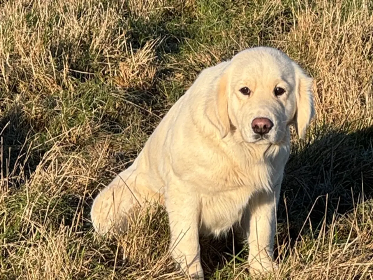 Billede 2 - Golden retreiver tæve 2 år med stamtavle