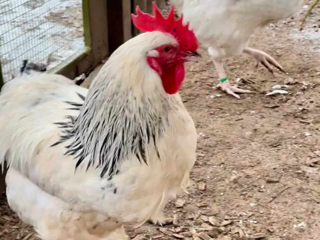 Billede 2 - Lys Sussex unge haner, (stor) og Araucana bl. Hane