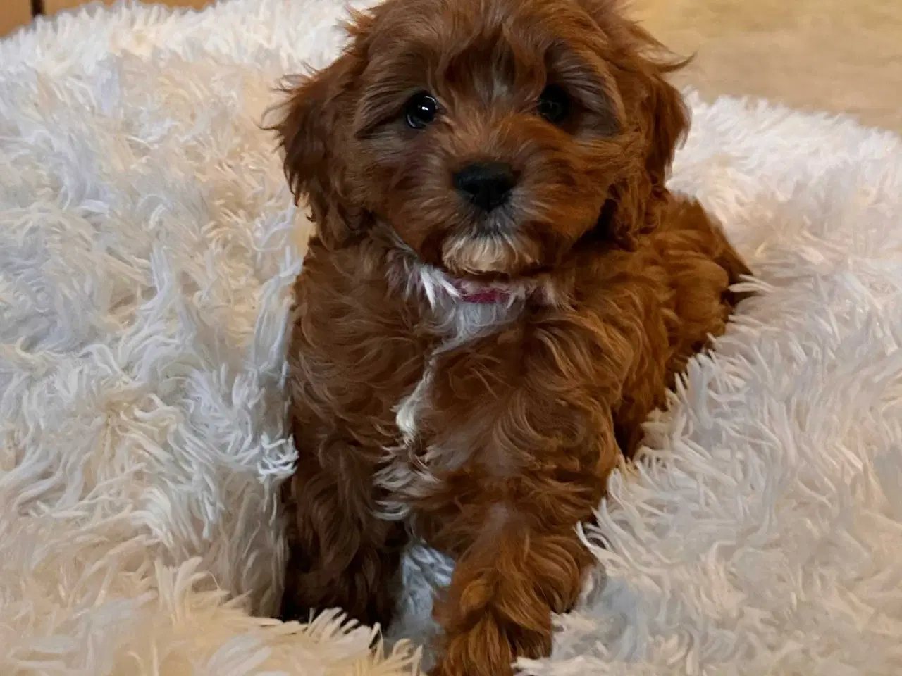 Billede 3 - PUDDEL - PARRING