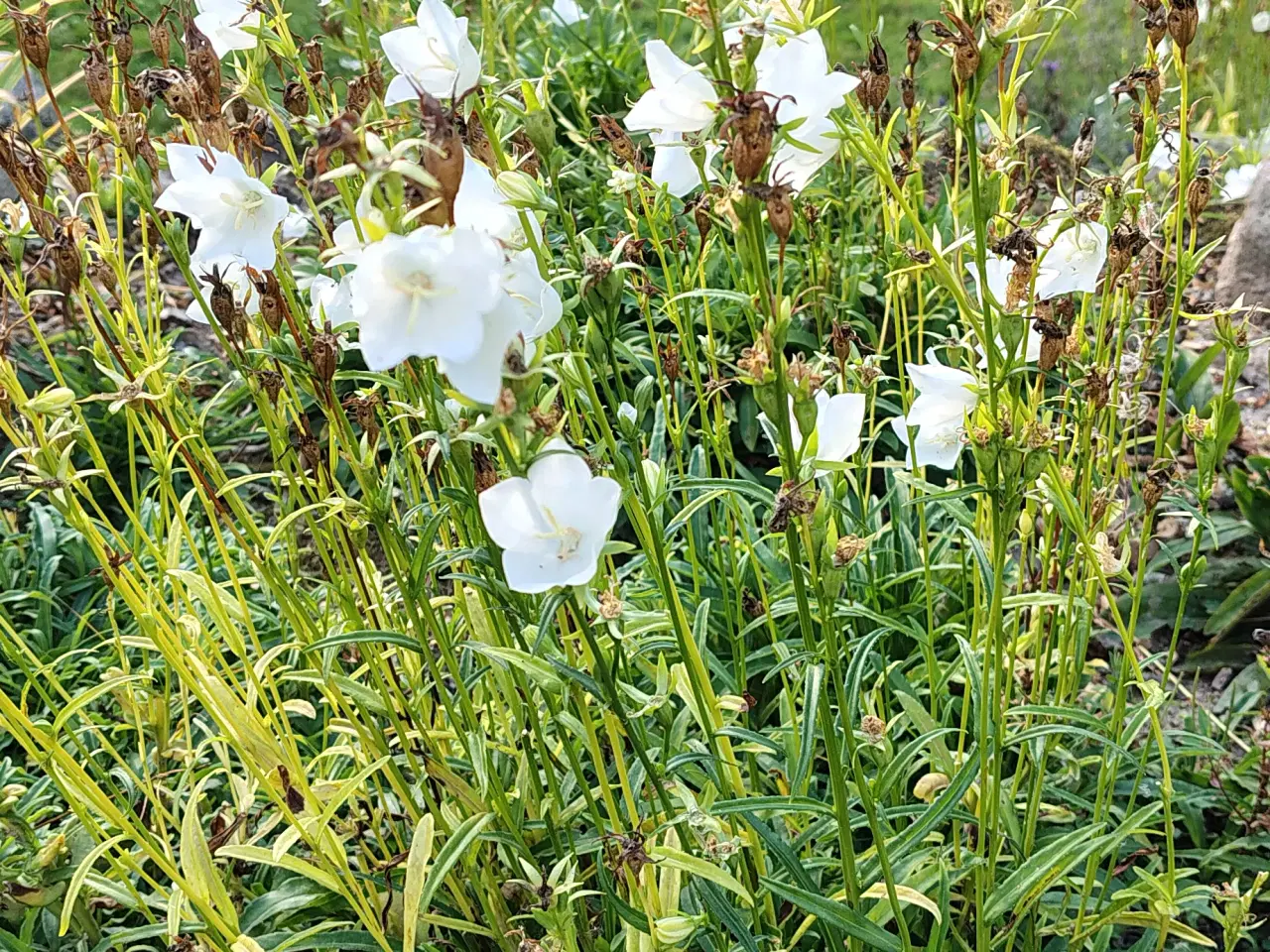 Billede 2 - Campanula. Smalbladet Klokke. Persicifolia Alba