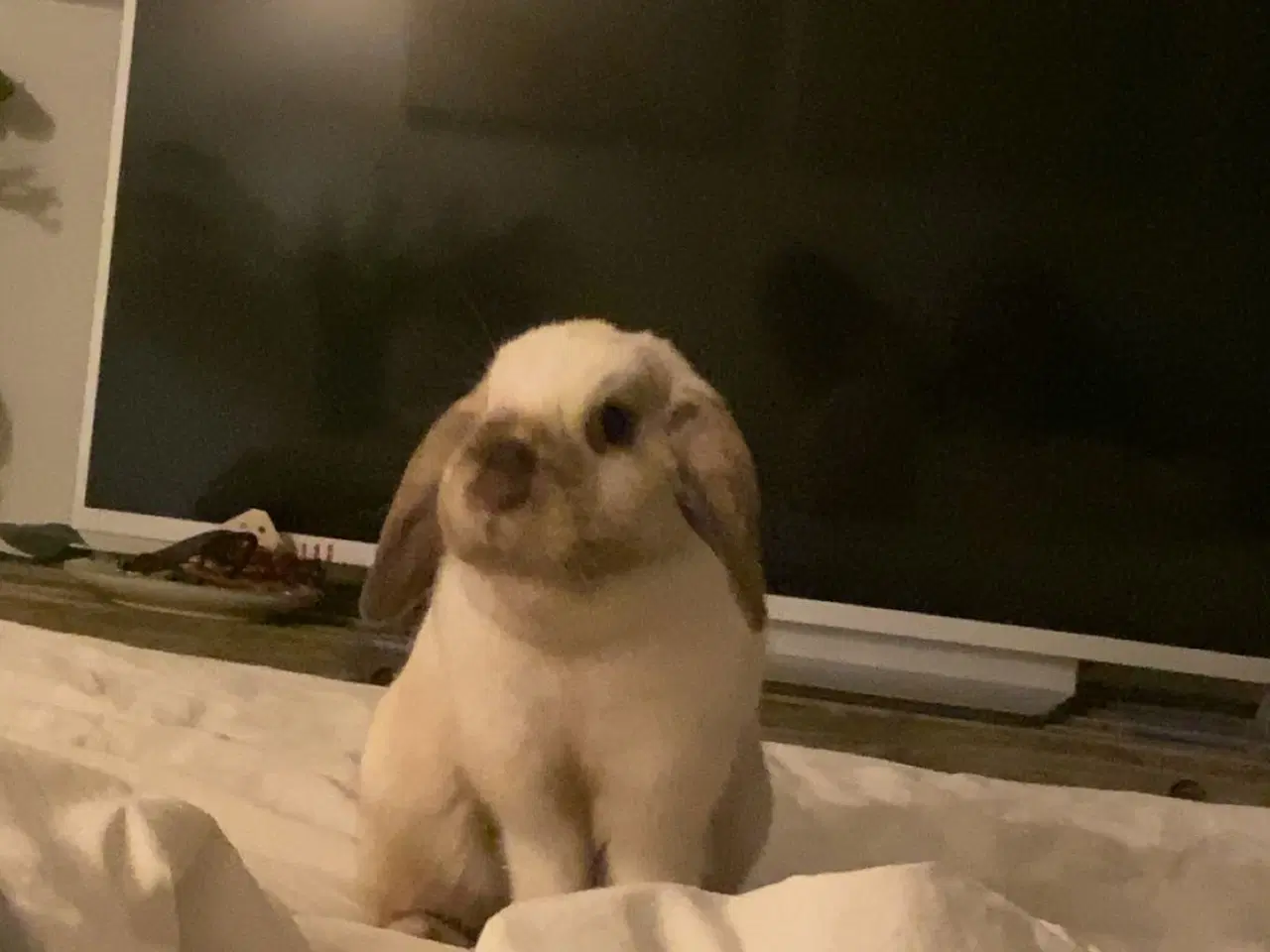 Billede 5 - Sødeste kaniner 