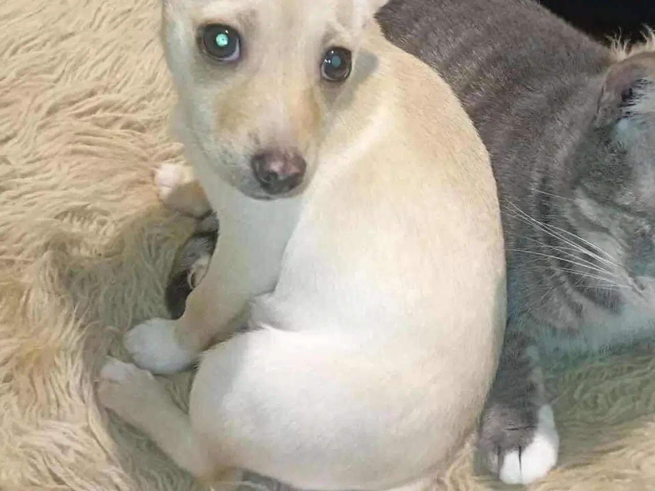 Billede 8 - Lille Mille 🩷