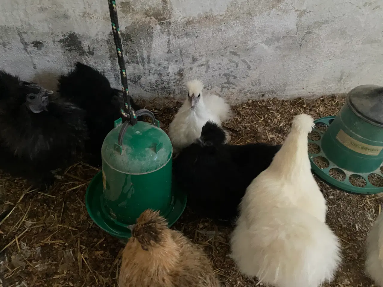 Billede 2 - Silke høns