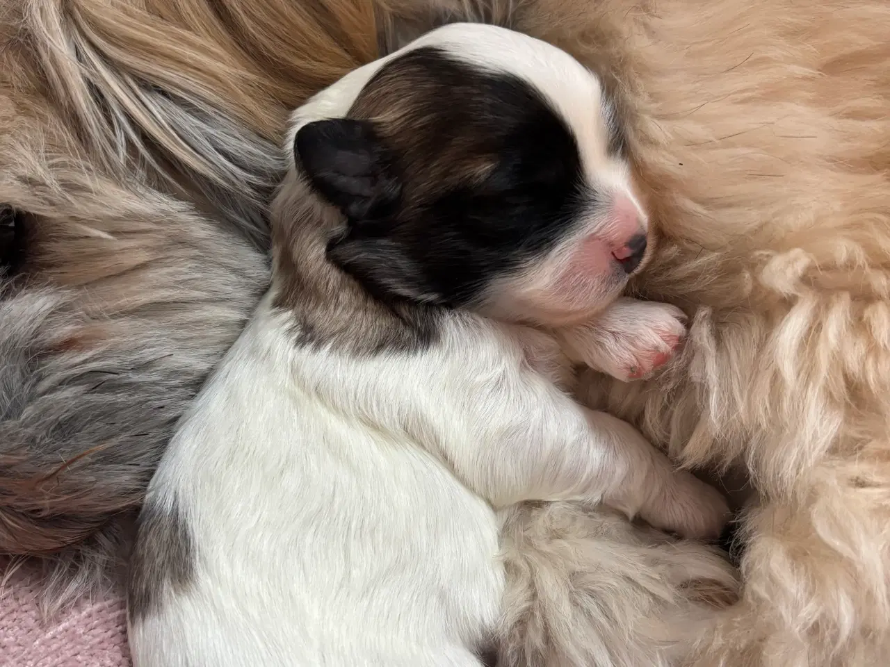 Billede 8 - Lhasa Apso Bichon Frisé hvalpe