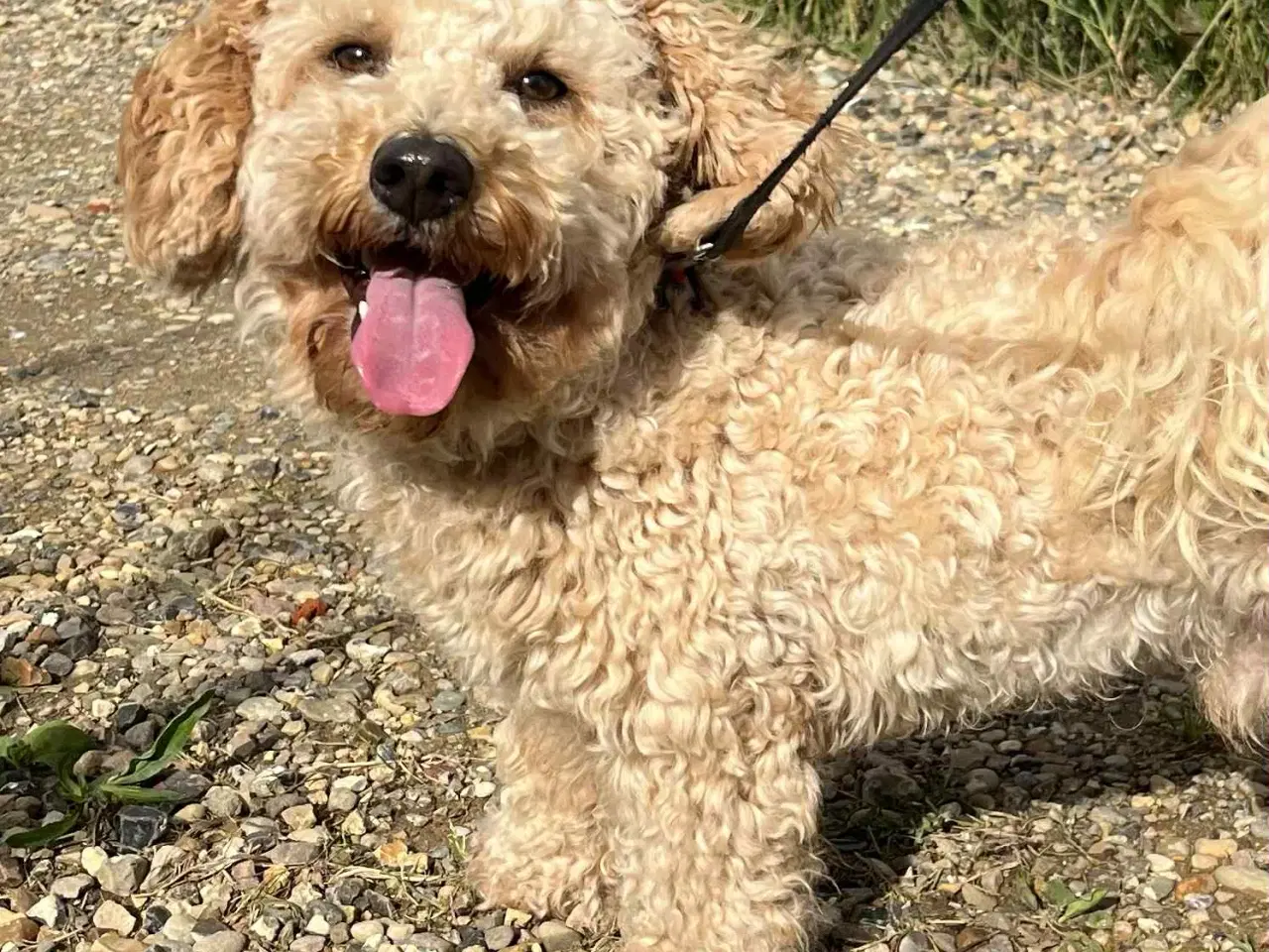 Billede 7 - skøn Maltipoo Max