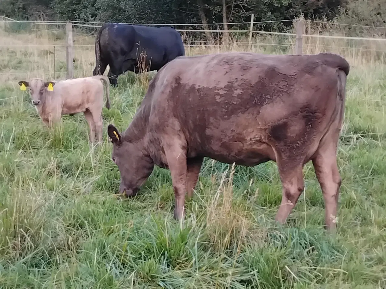 Billede 1 - F1 Wagyu krydsningsko med F2 kviekalv