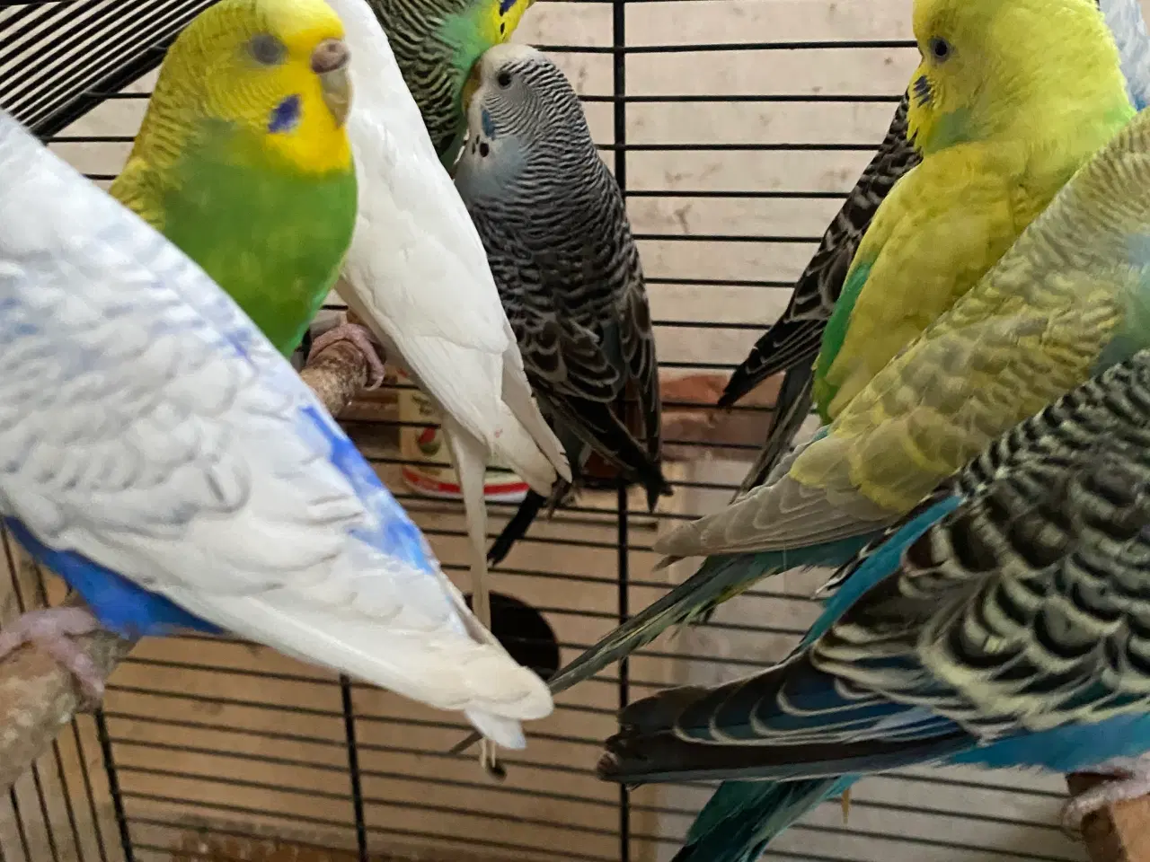 Billede 3 - Undulater