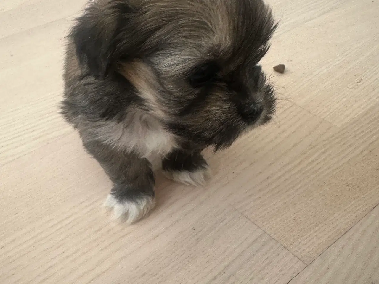 Billede 2 - Charlie - Lhasa apso