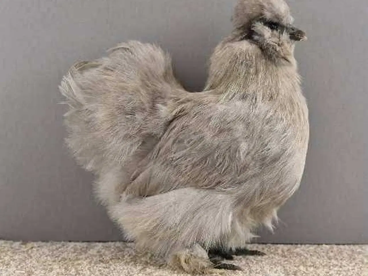 Billede 9 - daggamle Dværg silkehøns Kyllinger i rene farver g