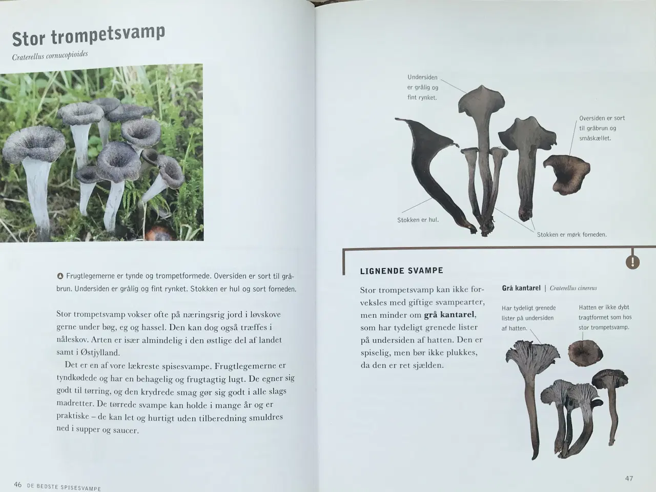 Billede 6 - De bedste spisesvampe, Michael Krikorev