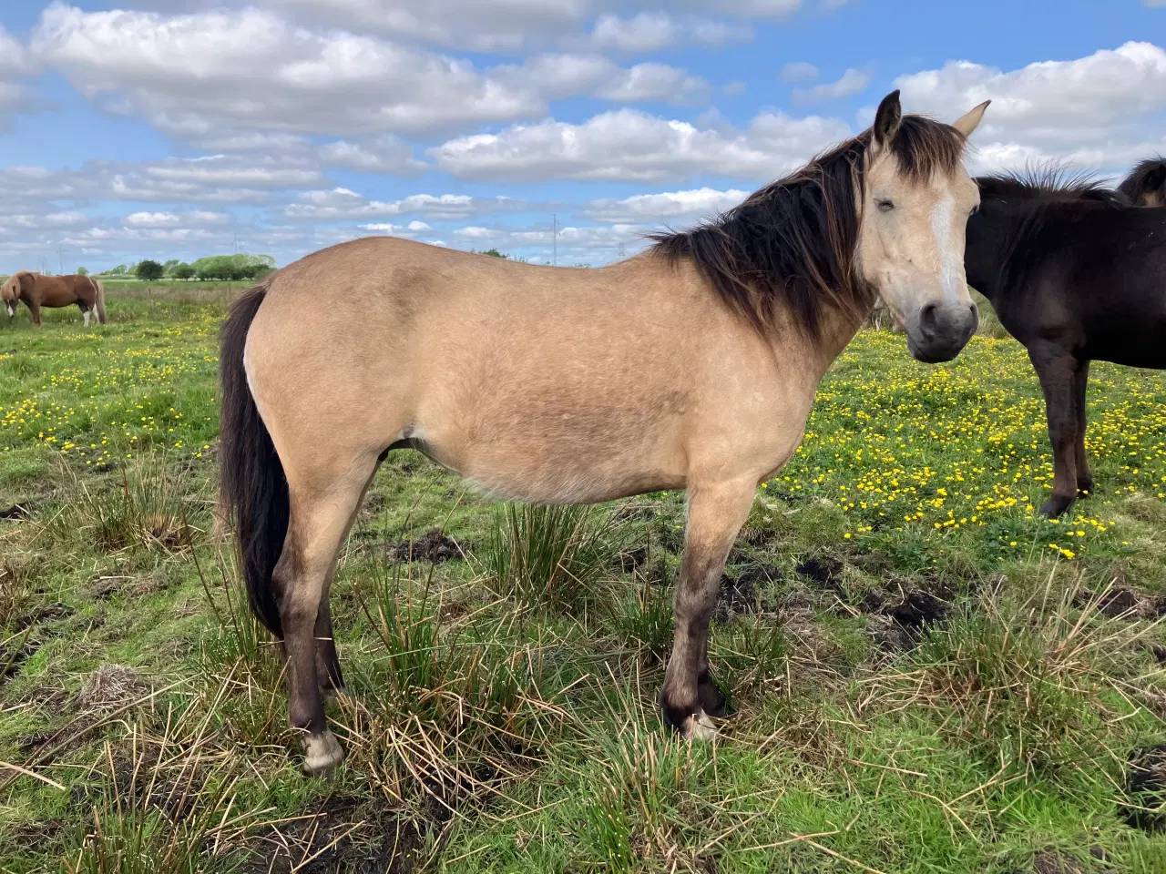 Billede 2 - Ponyhoppe, 4 år 