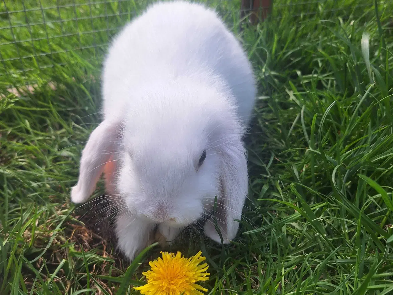 Billede 2 - Mini lop kanin 