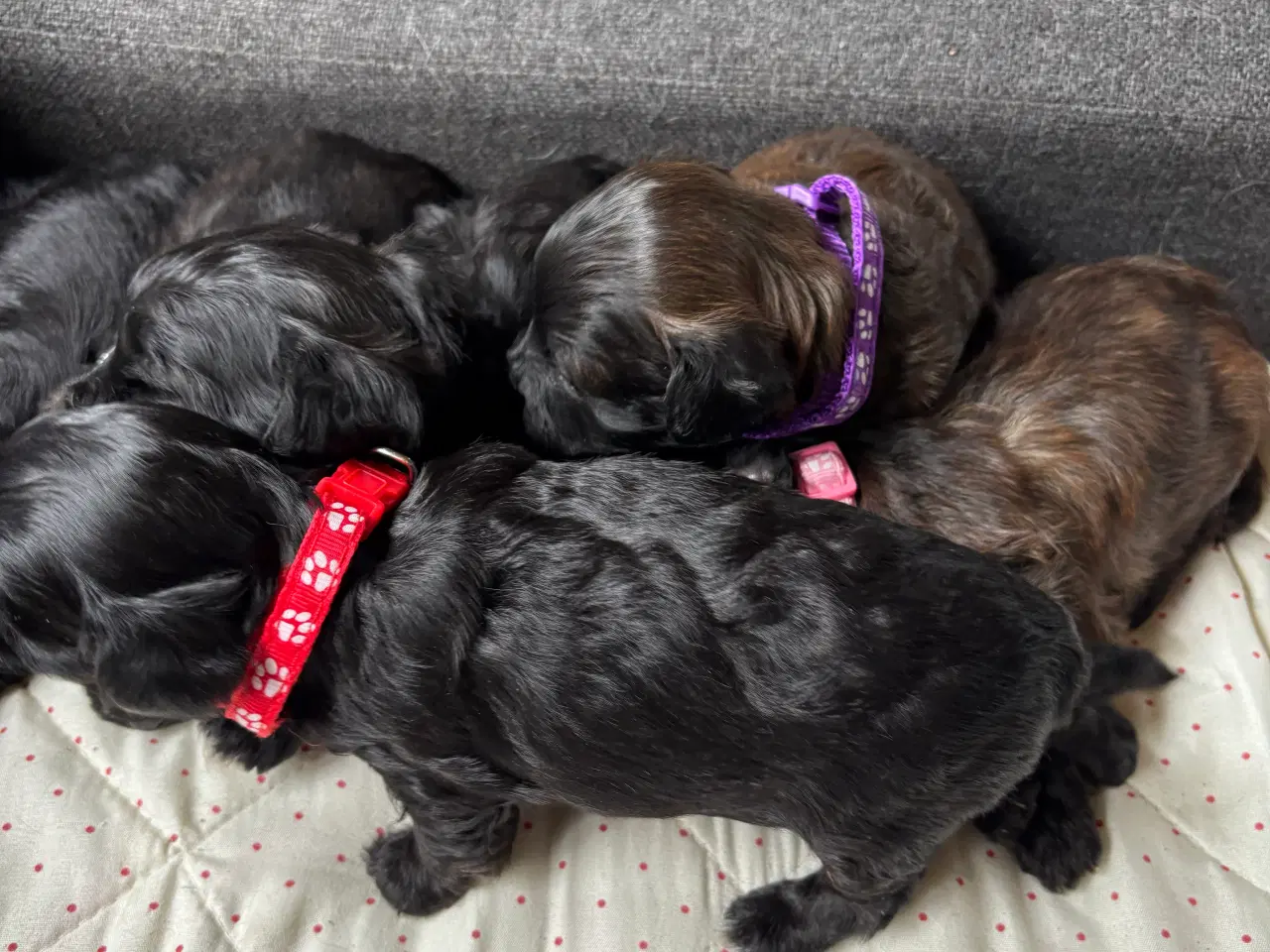 Billede 4 - Allergivenlige hvalpe - shih poo