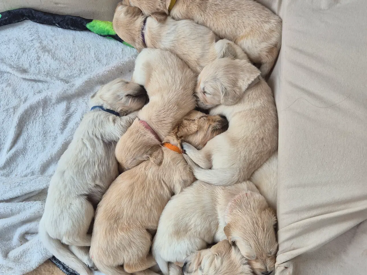 Billede 5 - Golden retriever hvalpe 