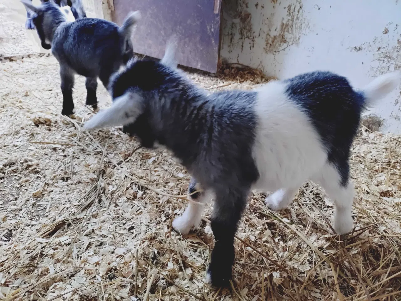 Billede 4 - Dværg gede kid 