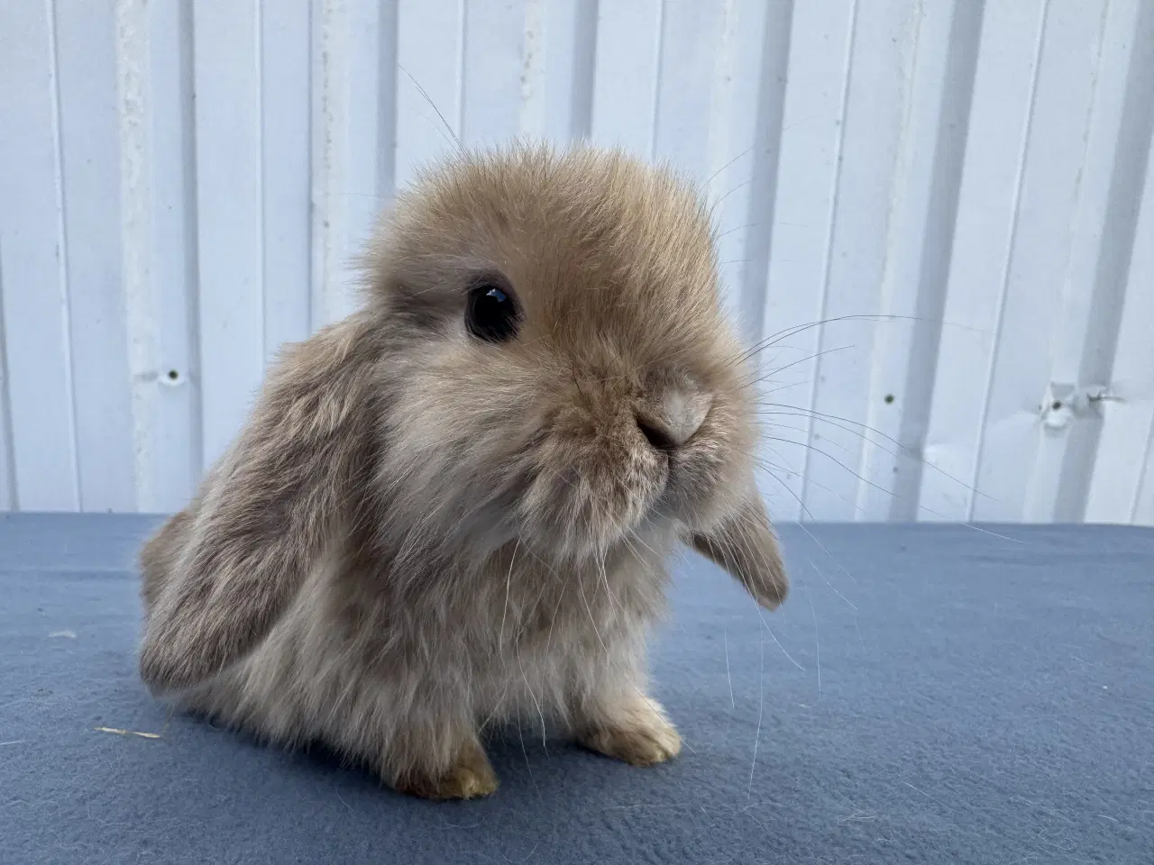 Billede 1 - Mini lop satin hankanin