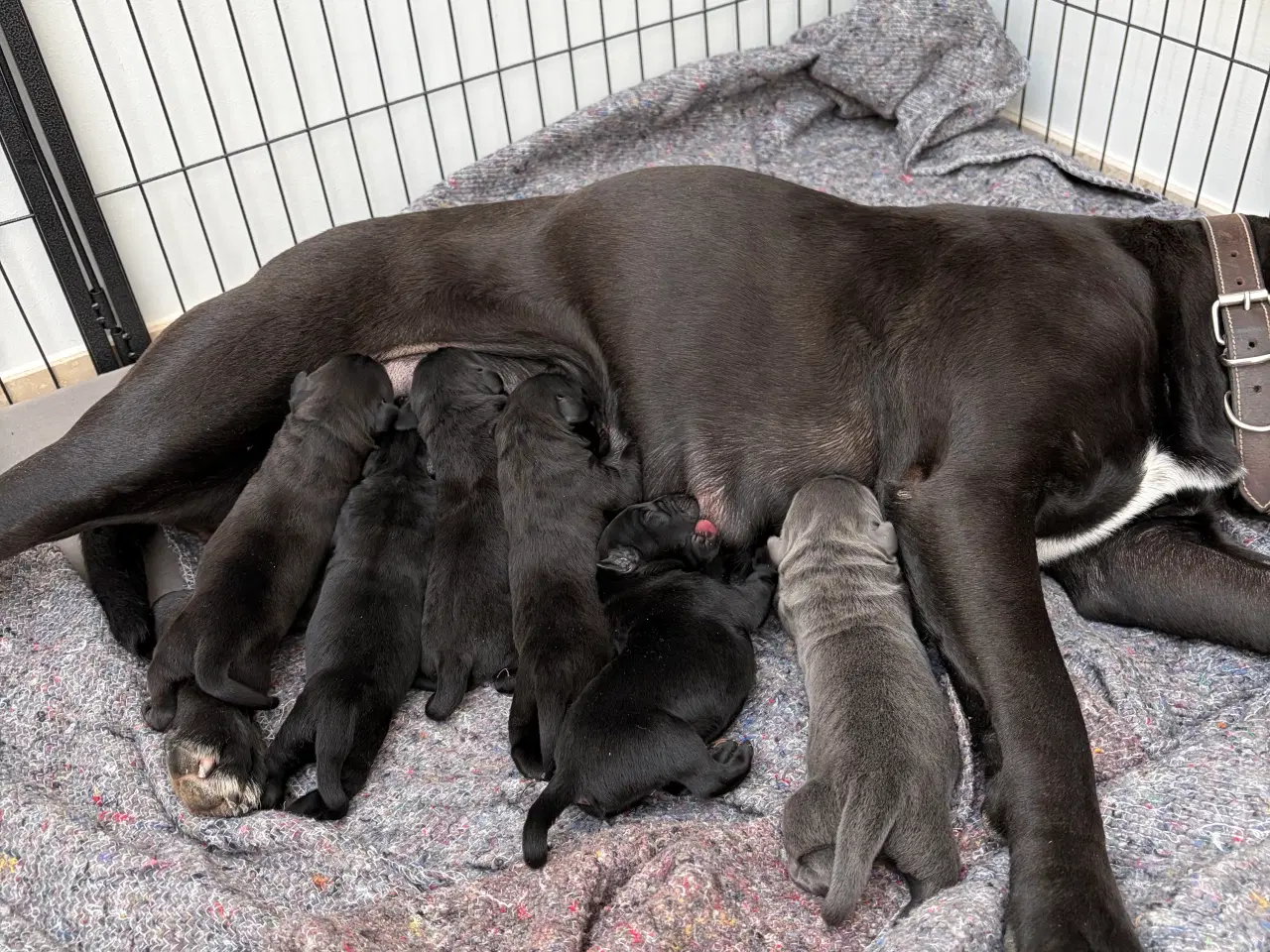 Billede 5 - Staff / Cane Corso/ labrador 