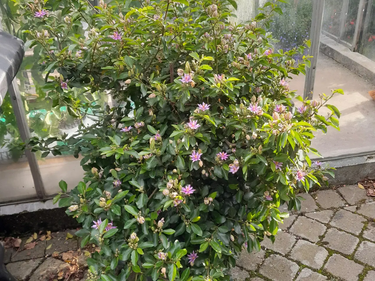 Billede 1 - Grewia occidentalis Planter til terrassen om somme