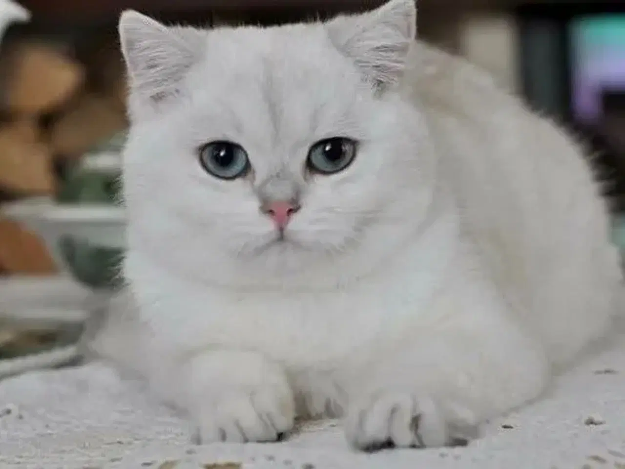 Billede 1 - British shorthair kat