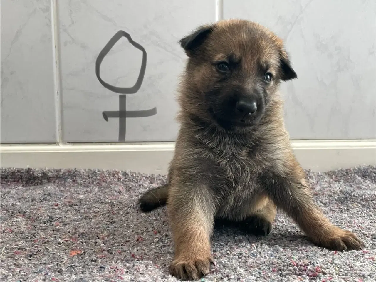 Billede 4 - Skønne schæferhundehvalpe