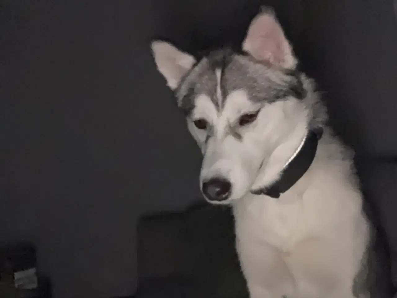 Billede 1 - Hund til salg 