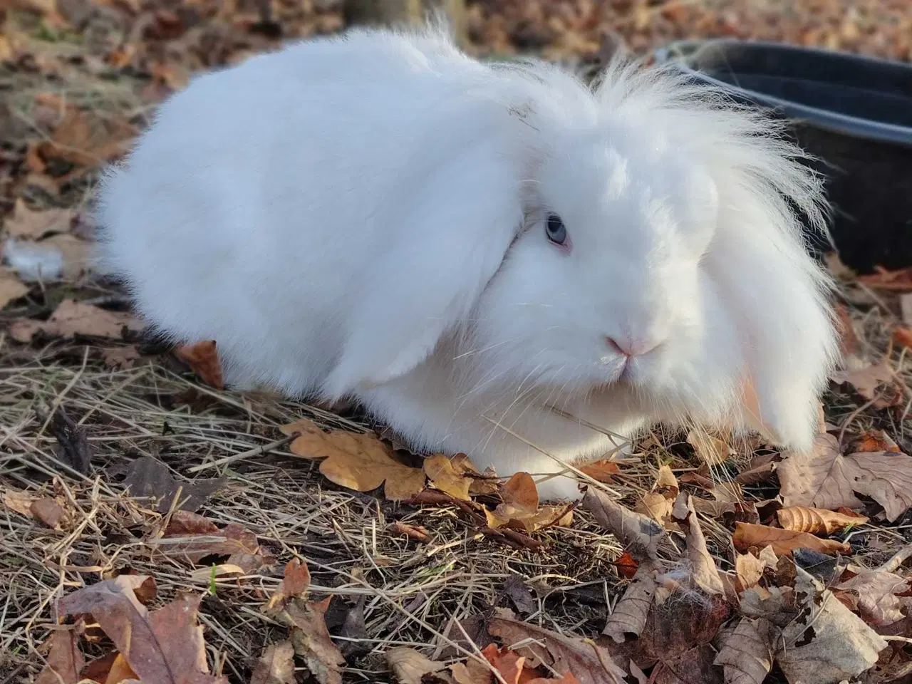 Billede 7 - Kastreret han og Neutraliseret hun 🍀