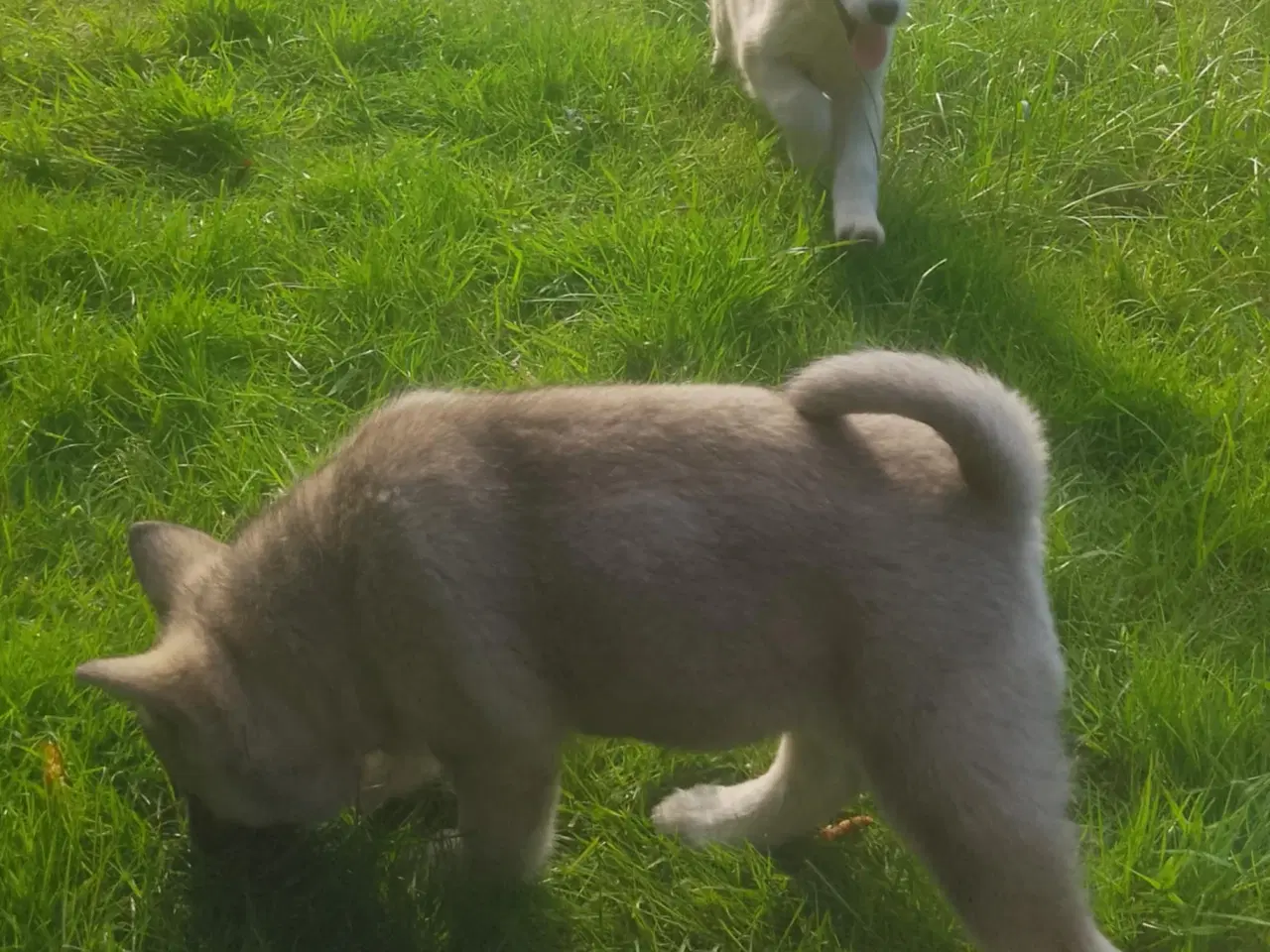Billede 7 - Husky blandinger 