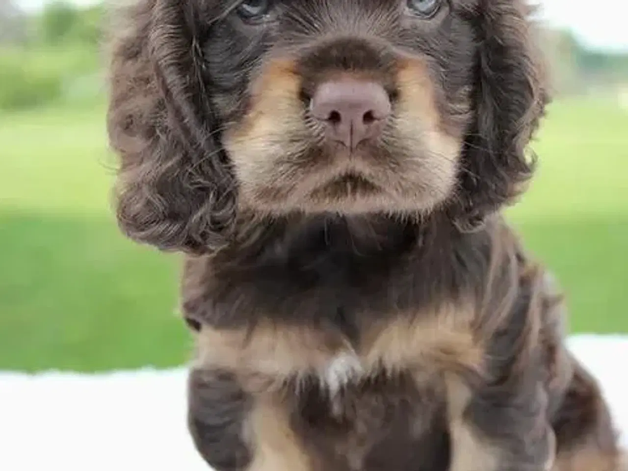 Billede 2 - Søger engelsk cockerspaniel hvalp