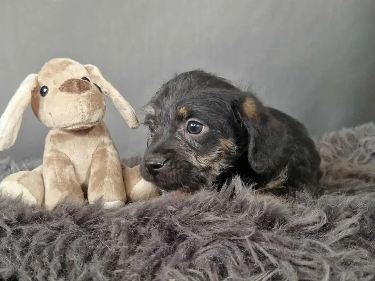 Billede 3 - Doodels hanhvalp lille familiehund 
