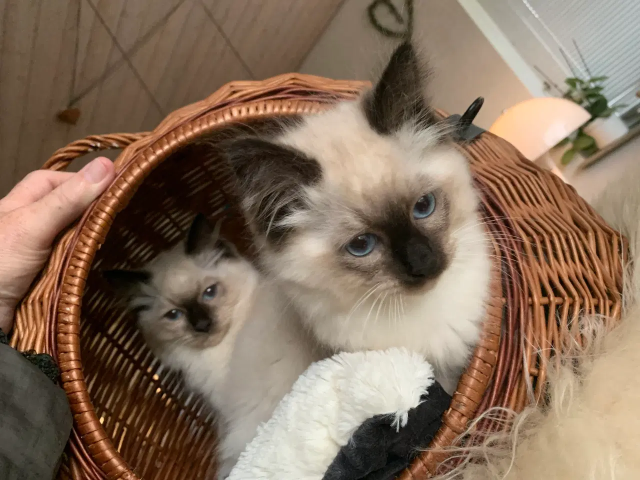 Billede 5 - Ragdoll killing- søde familievenner