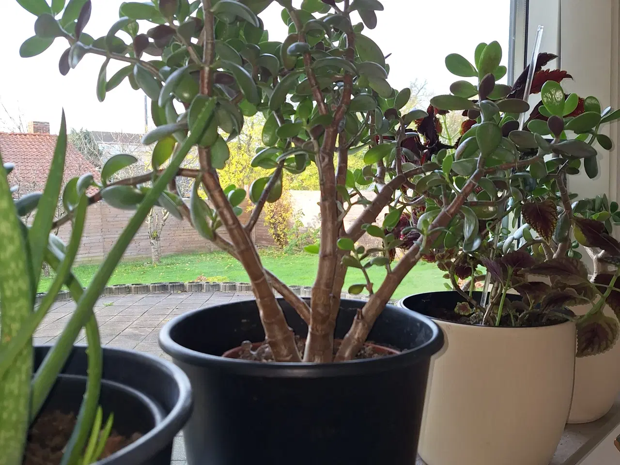 Billede 2 - Stueplante