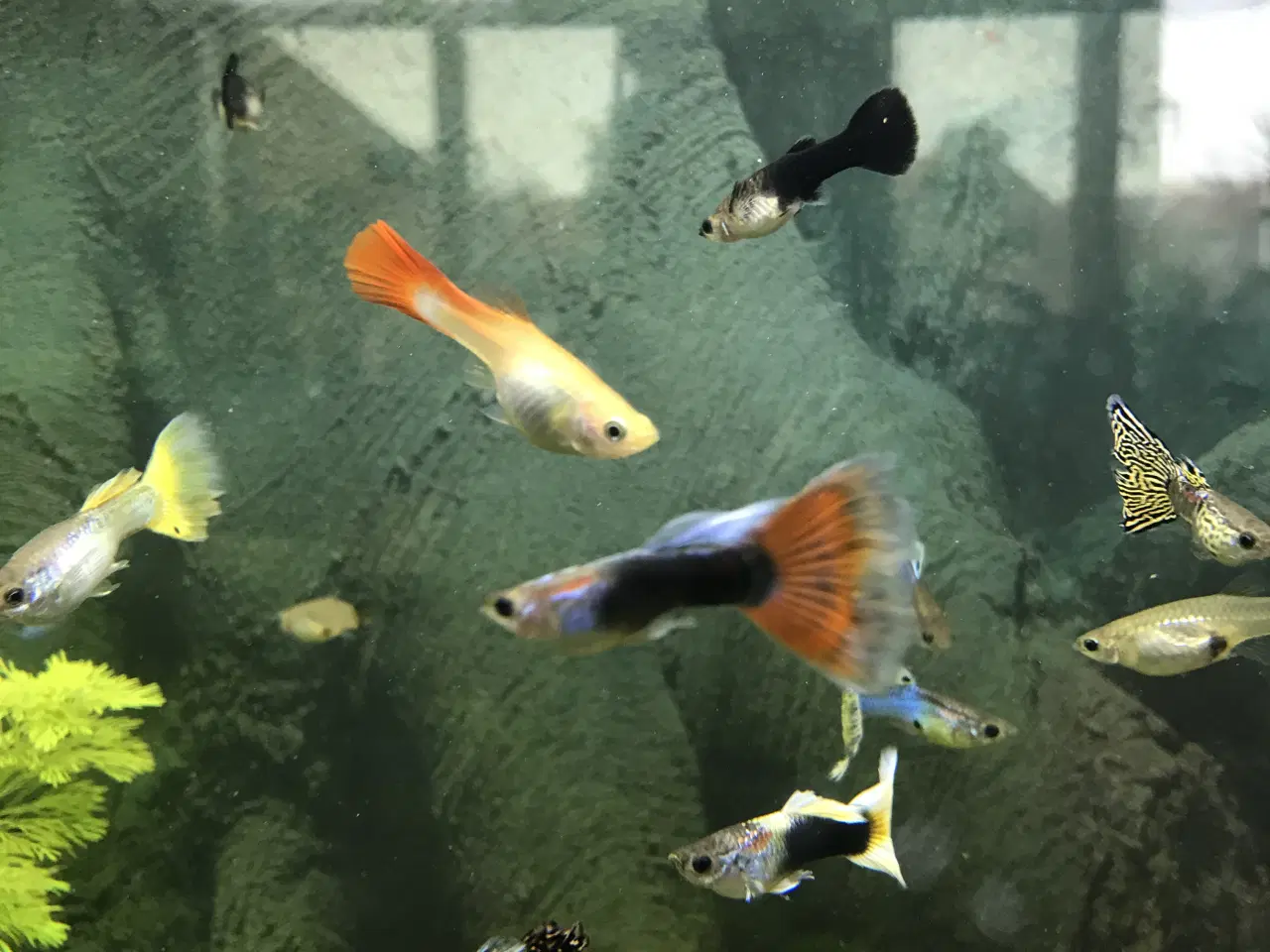 Billede 2 - 🐠 Guppyer  – voksne i flotte farver | Afhentning 