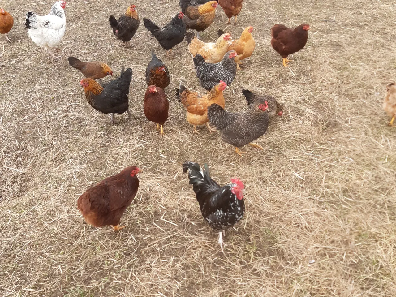 Billede 1 - duer straser og lux krysninger