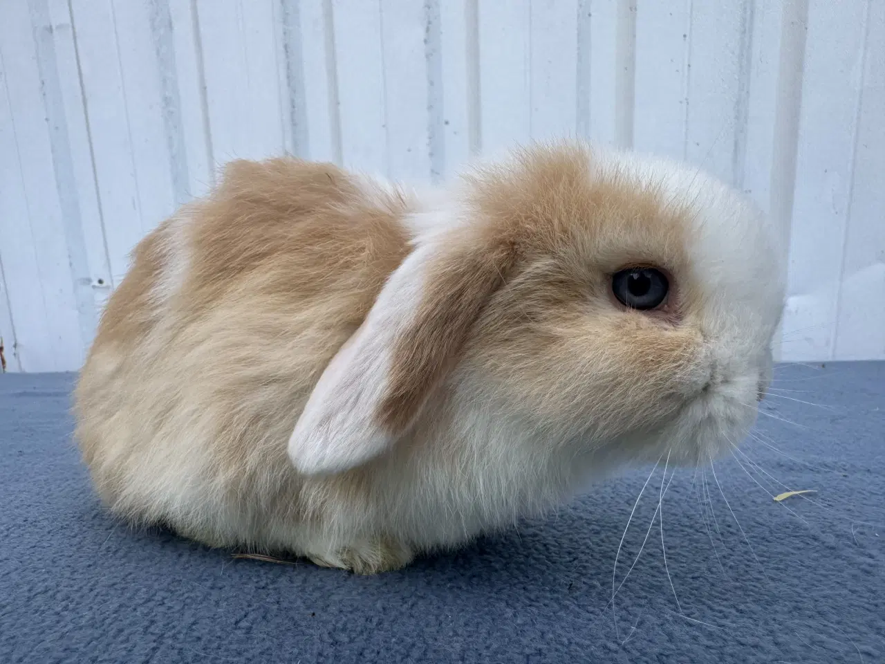 Billede 5 - Mini lop hankanin