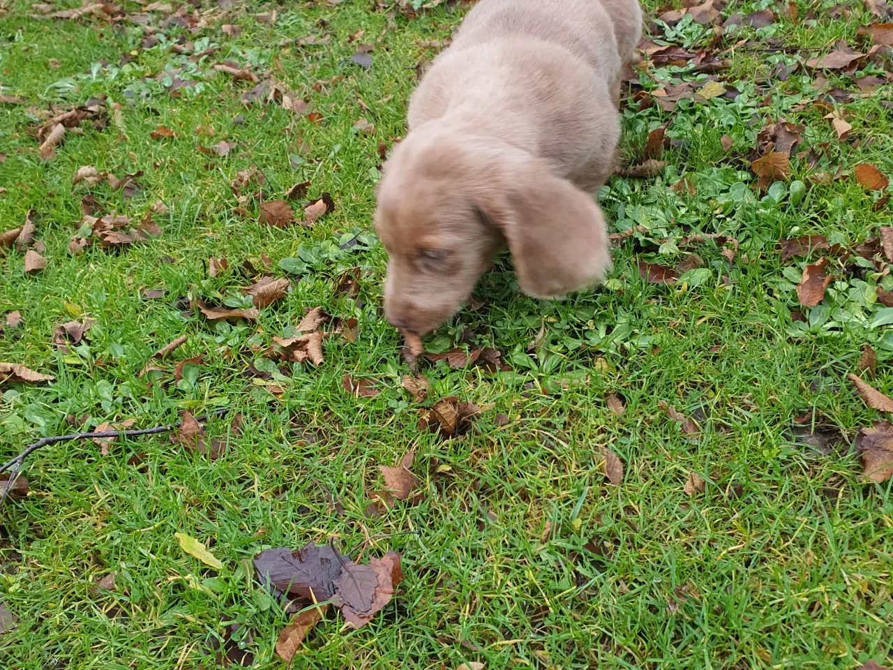Billede 2 - Langhåret rød merle gravhunde hvalpe