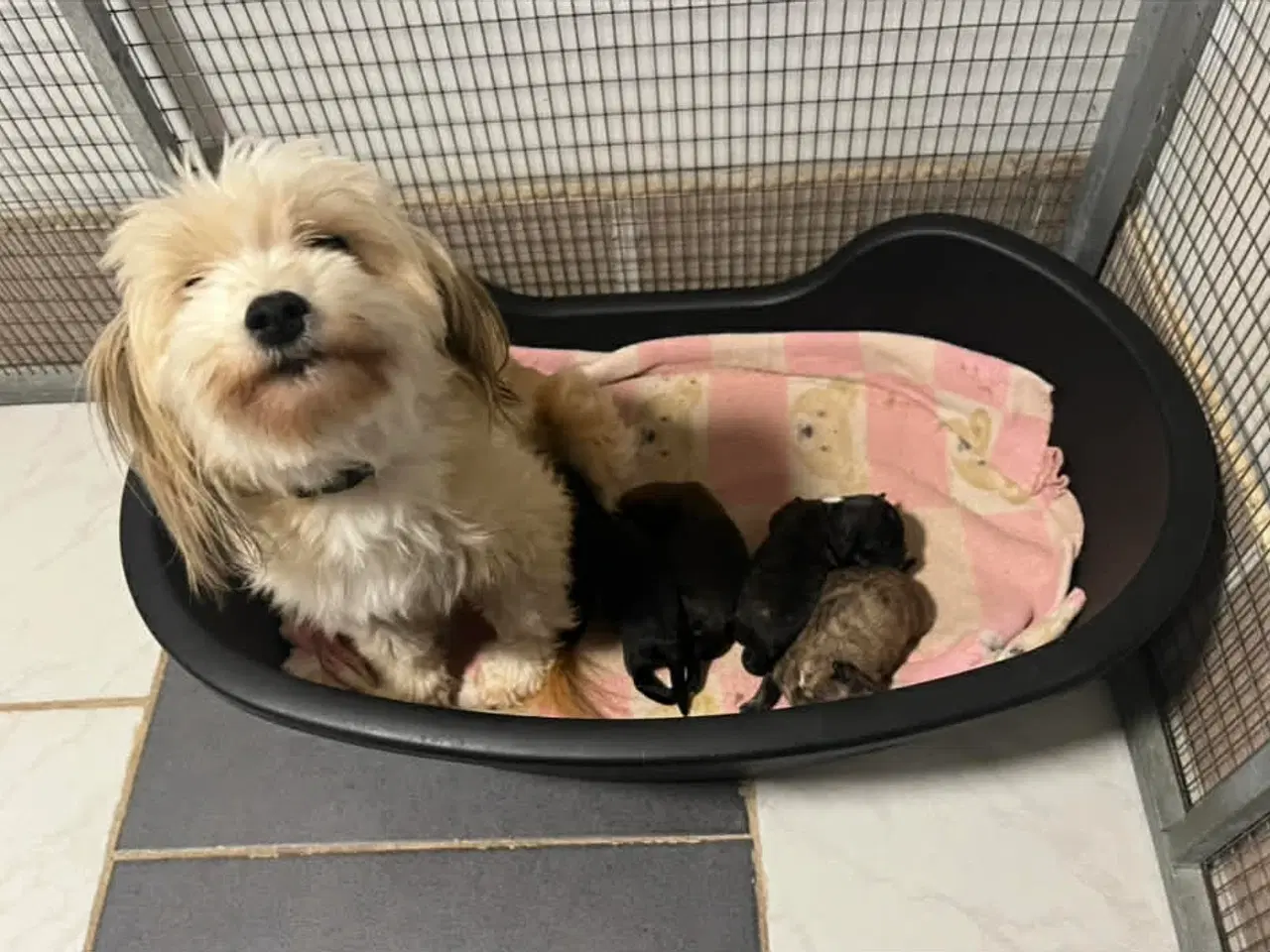 Billede 5 - Kun en tæve tilbage nu! Små blandinger 