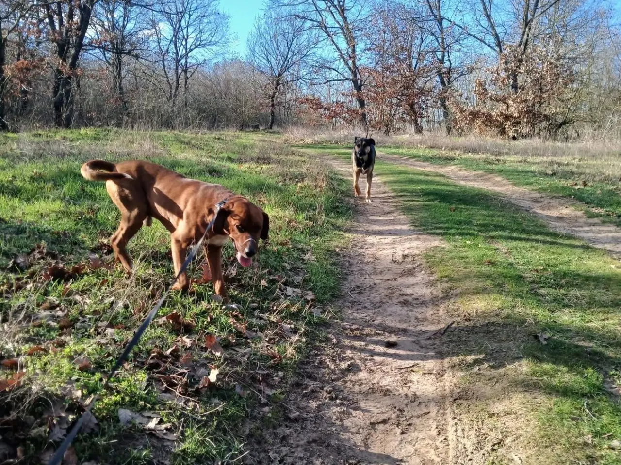 Billede 9 - Skønne Wapi leder efter sin 4-ever familie 🏡🥰