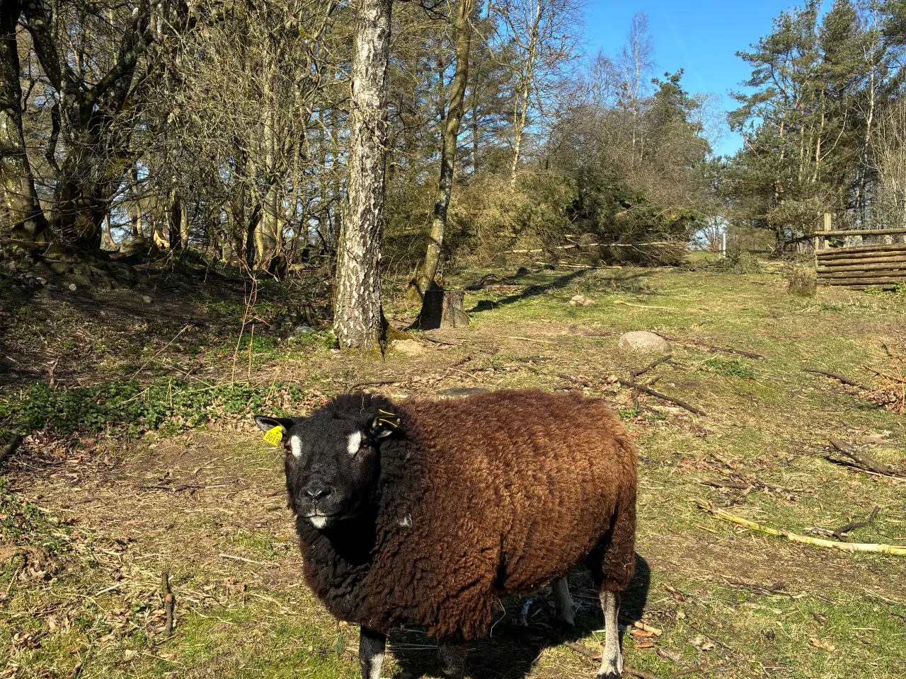 Billede 3 - Flot Texelvædder 