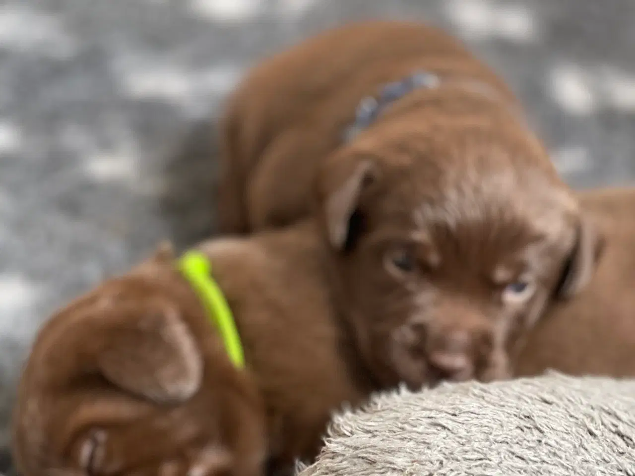 Billede 5 - Brune labrador hvalpe