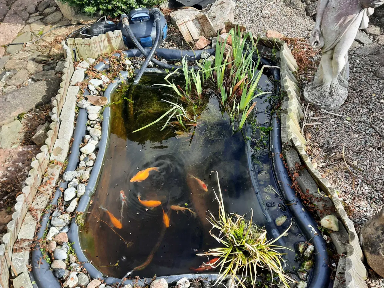 Billede 4 - Havedam incl. 11 fisk