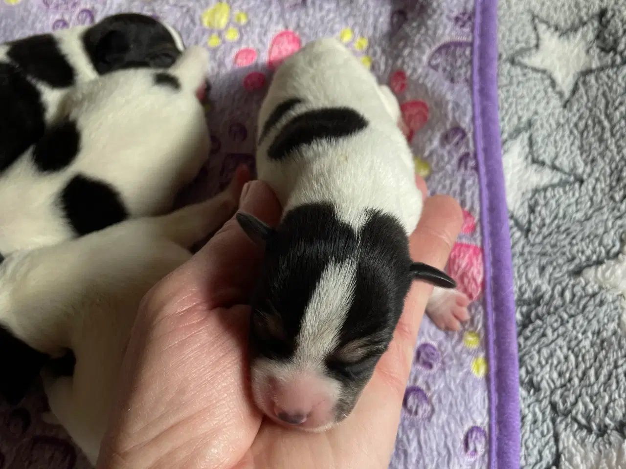 Billede 3 - Dansksvensk Gårdhunde hvalpe