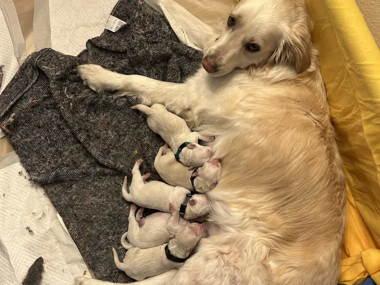 Billede 5 - Golden retriver hvalpe 